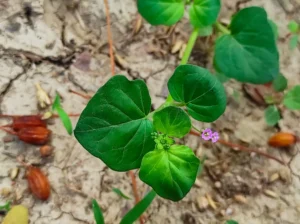 Melavoid_Boerhaviadiffusa