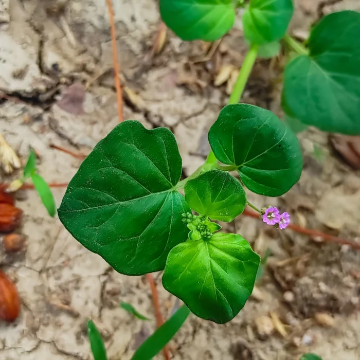 Melavoid_Boerhaviadiffusa